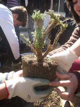 planta Alfazema Dentata